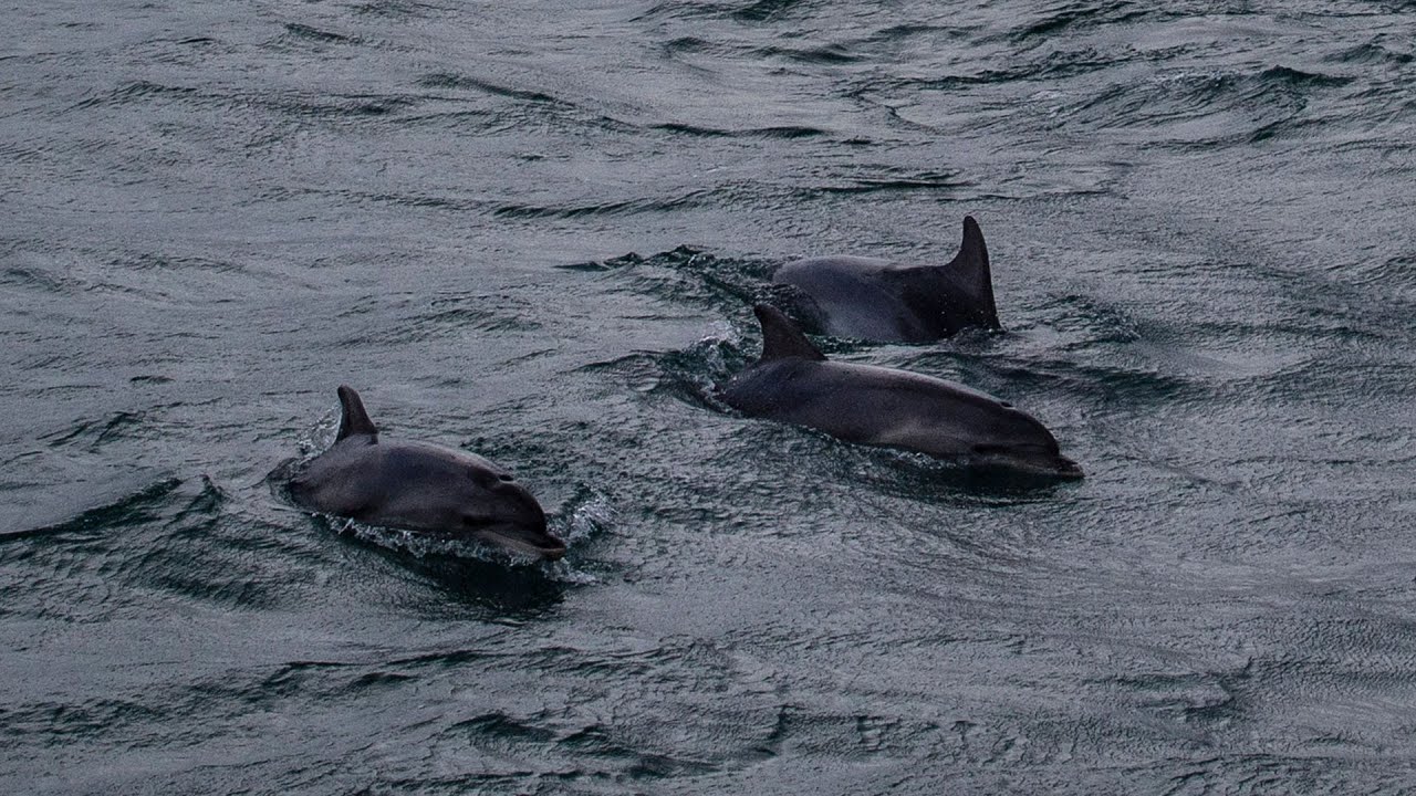 Локдаун повернув у Босфор дельфінів. ВІДЕО